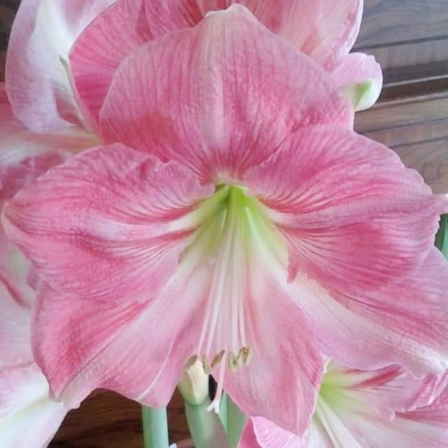 Photo of the bloom of Amaryllis (Hippeastrum 'Pink Flush') posted by  cocoajuno 