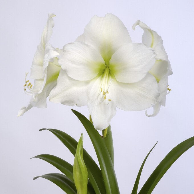 Amaryllis in Gold Wax