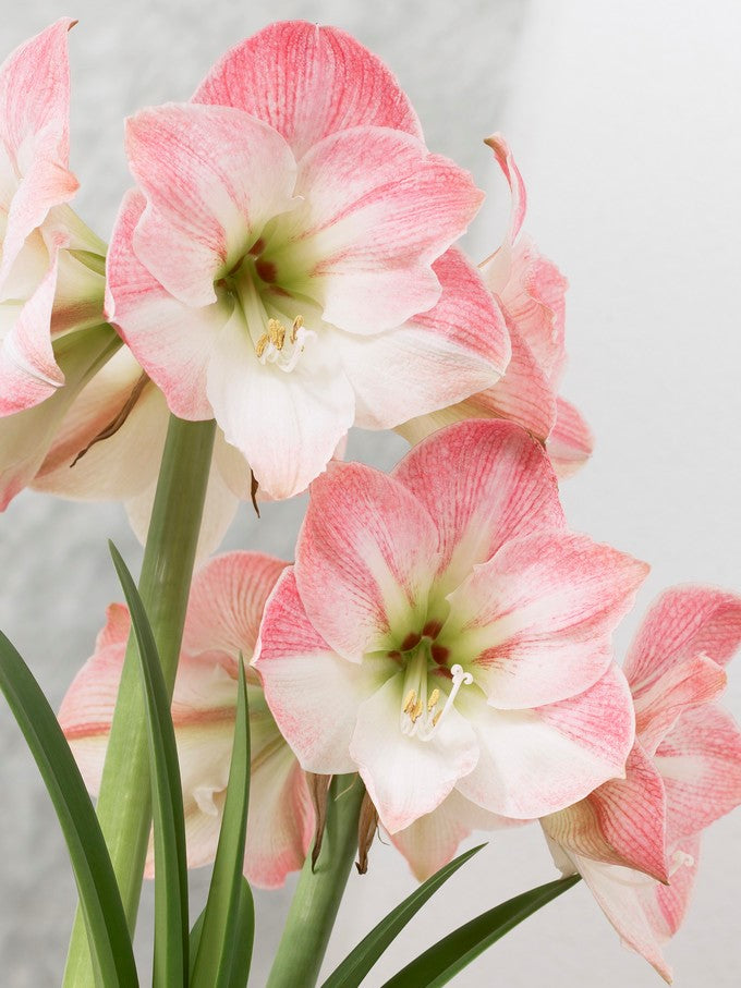 Photo of the bloom of Amaryllis (Hippeastrum 'Pink Flush') posted by  cocoajuno 