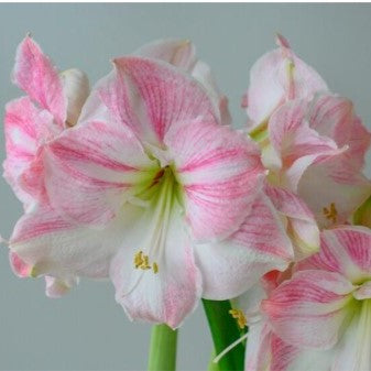 Amaryllis Cherry Blossom – Amaryllis & Caladium Bulb Company