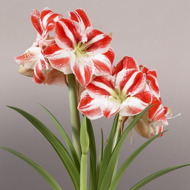 Large Flowering Amaryllis – Amaryllis & Caladium Bulb Company