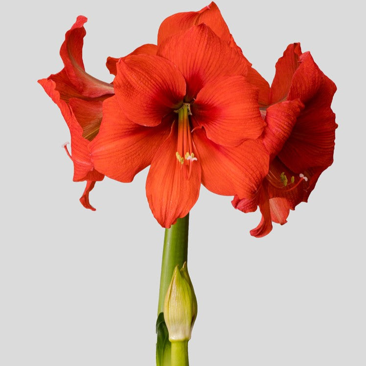 Gold Medal – Amaryllis & Caladium Bulb Company