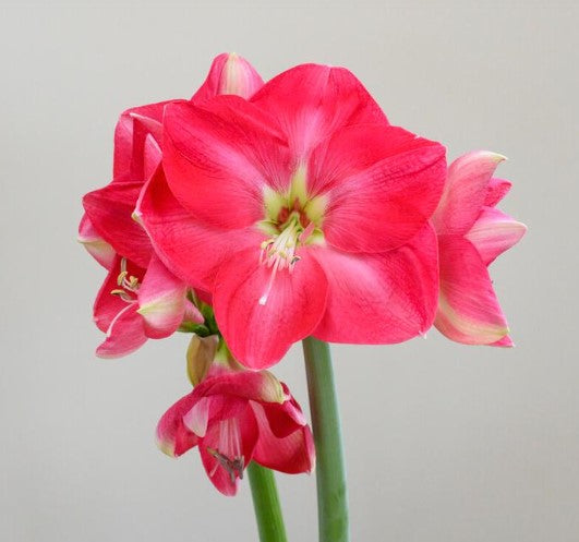 Jumbo Amaryllis Bulbs – Amaryllis & Caladium Bulb Company