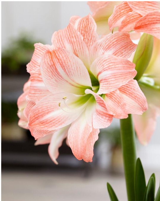 Giant Amadeus – Amaryllis & Caladium Bulb Company